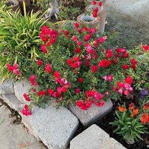 Meet your Posher, Lamont